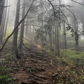 霧に包まれた樹林帯、神秘的𓈒𓏸︎︎︎︎
