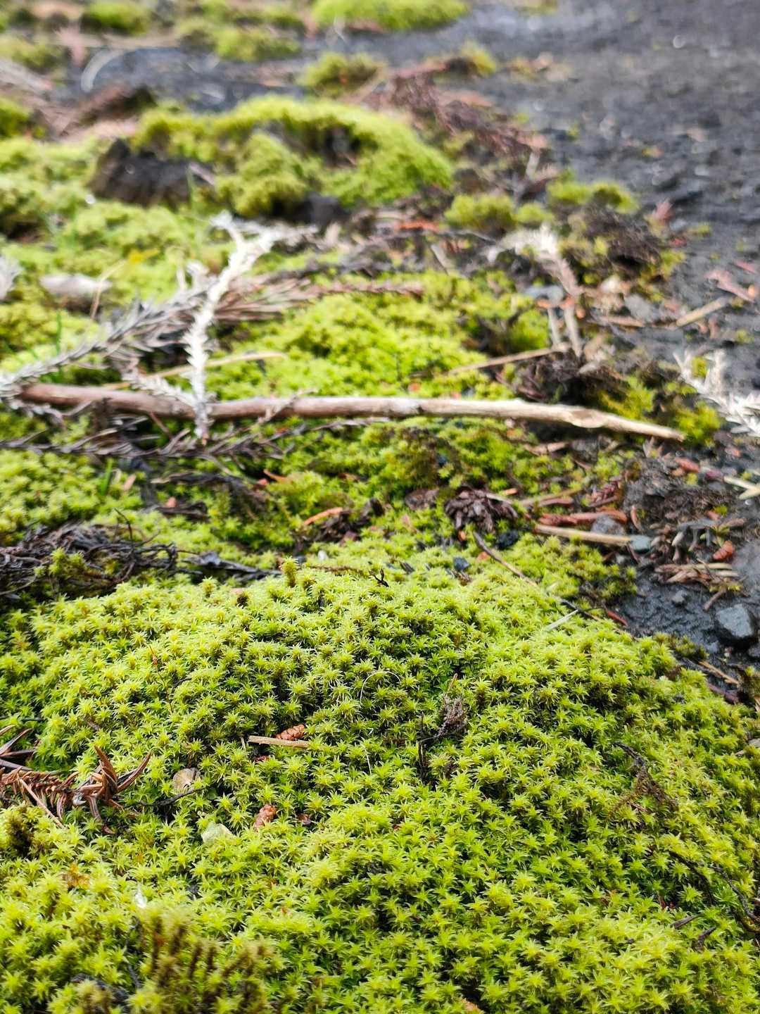 やけに苔が気になる
今日このごろでした~🎶