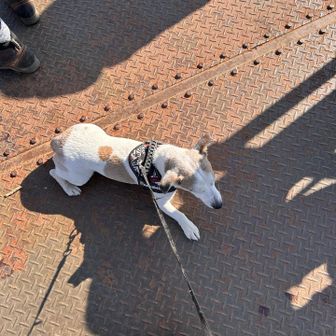 怖くてへばりついてる🐶