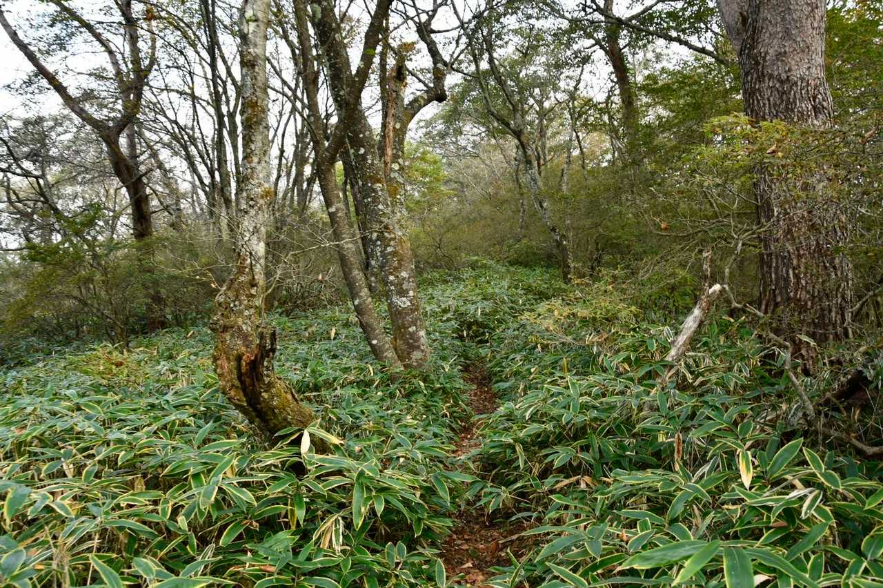 登山道はこんな感じ
