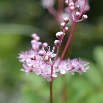 四国の花Moment🌱🤗