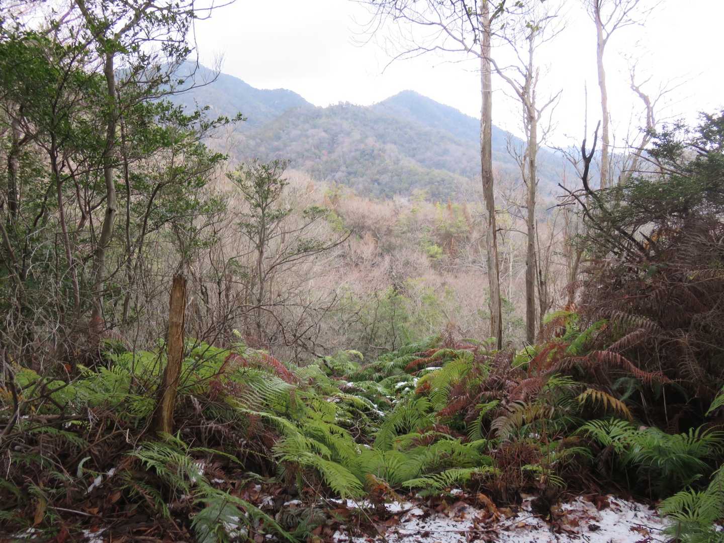 宮ヶ迫山-中野山 往復コースの写真