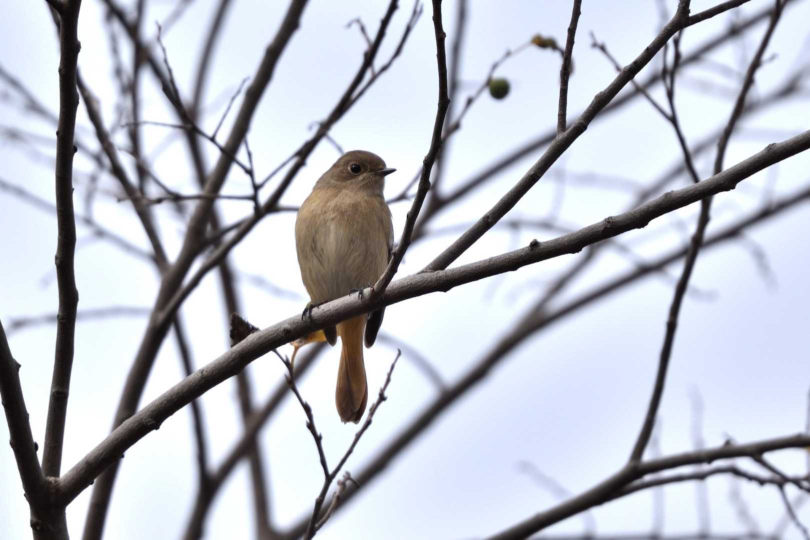市街地でもあちこちでジョビの鳴き声