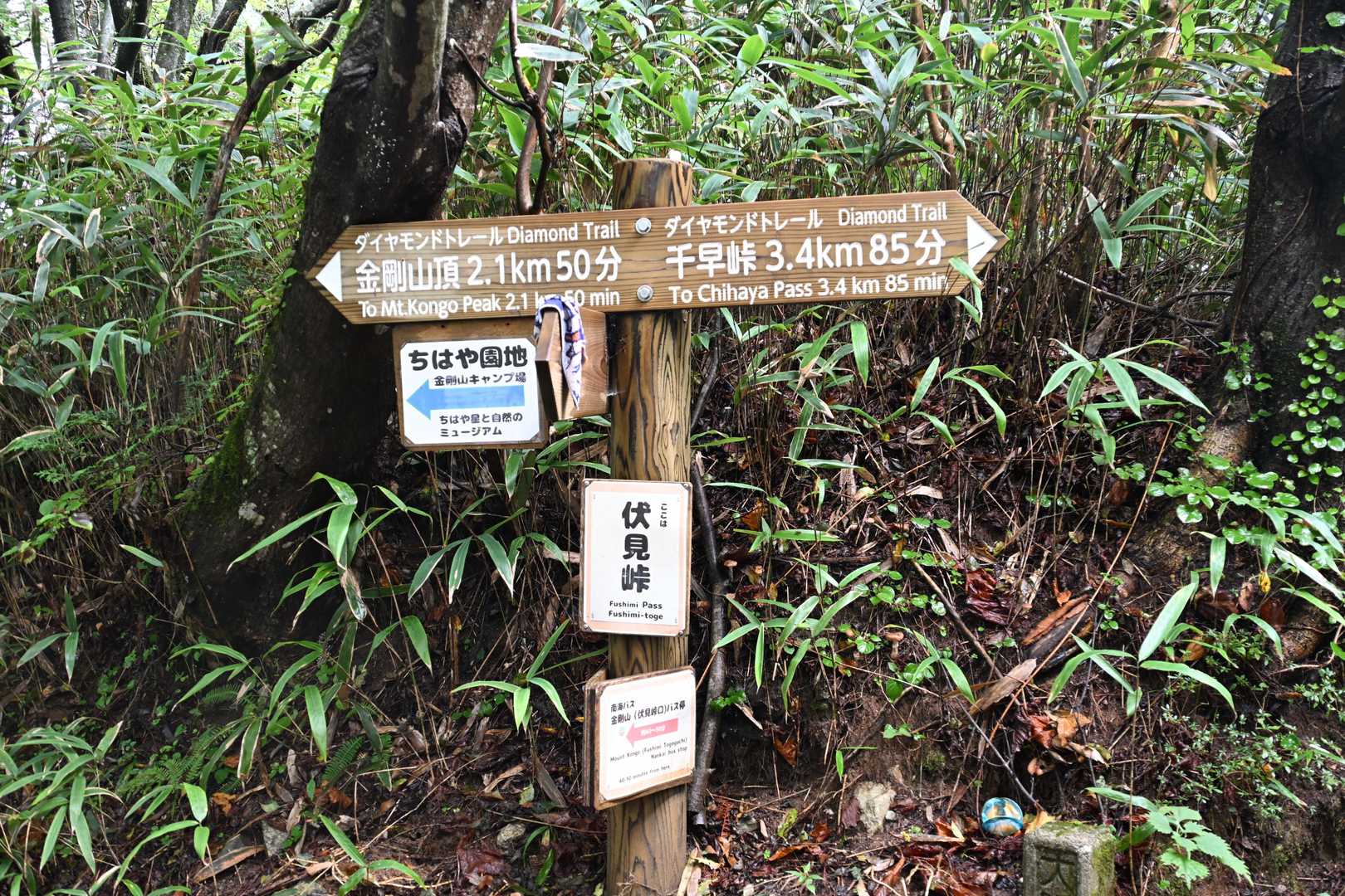 百ヶ辻登山口-伏見峠-府民の森 ちはや園地-金剛山 往復コースの写真