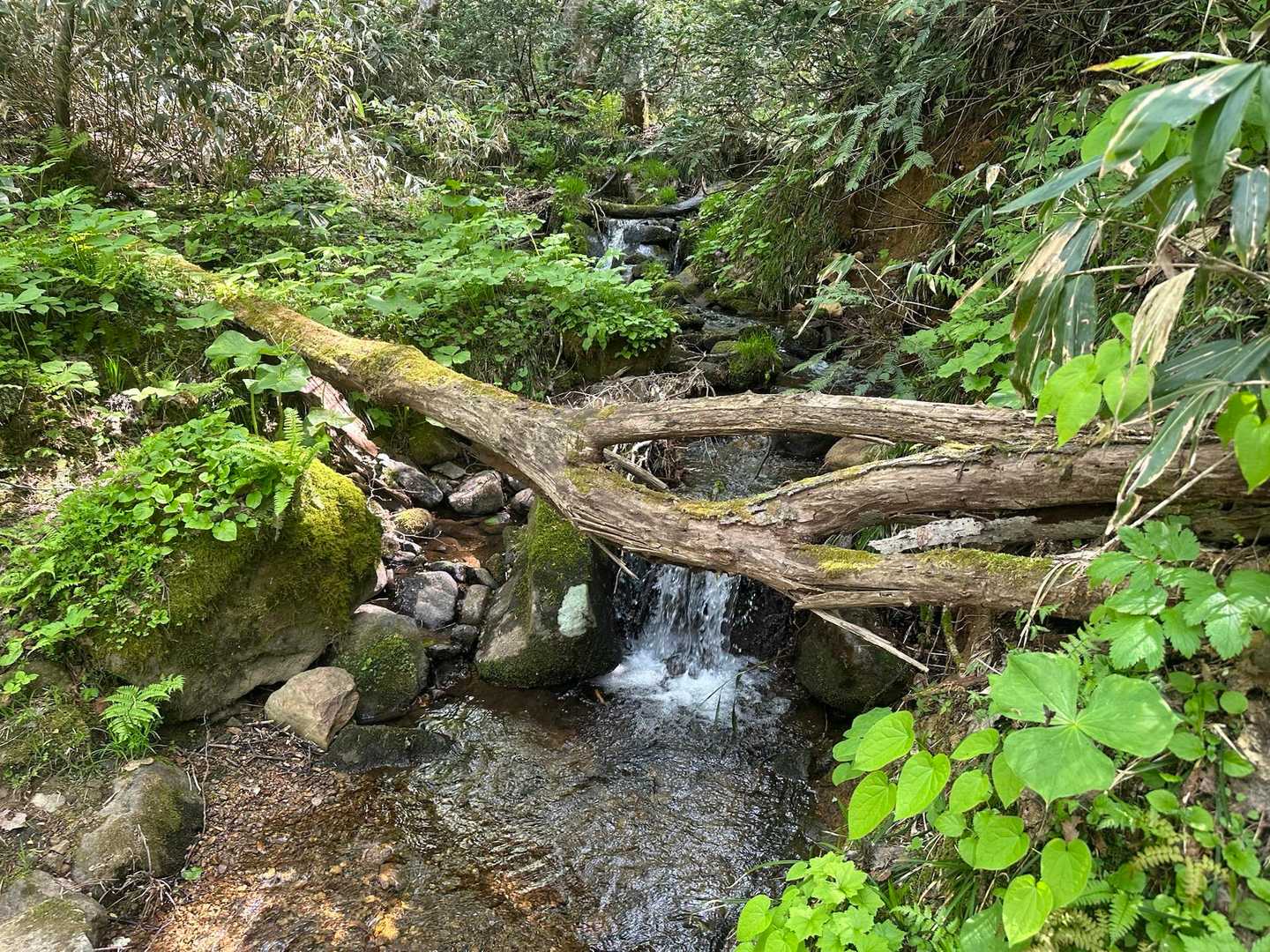 黄金山登山口-黄金山 往復コースの写真