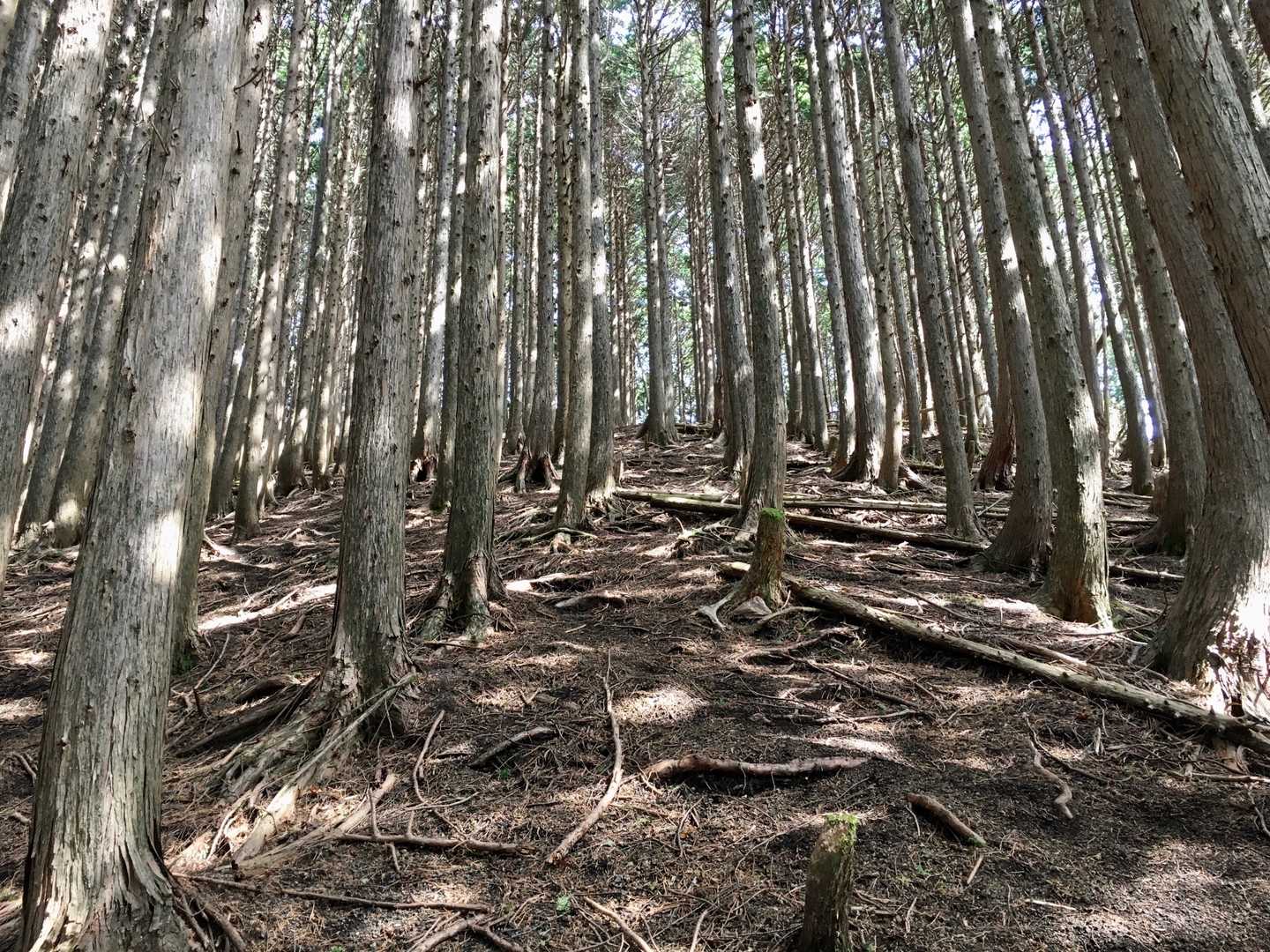 鳥手山山頂手前はなかなかの急登で直登でした😄ひたすら真っ直ぐ登る…意外と楽しかったです✨