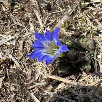 ポツンとハルリンドウ😊