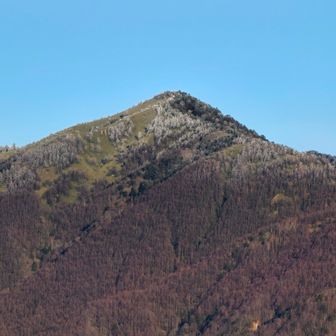 馬の背から大川入山。白い羊が見える