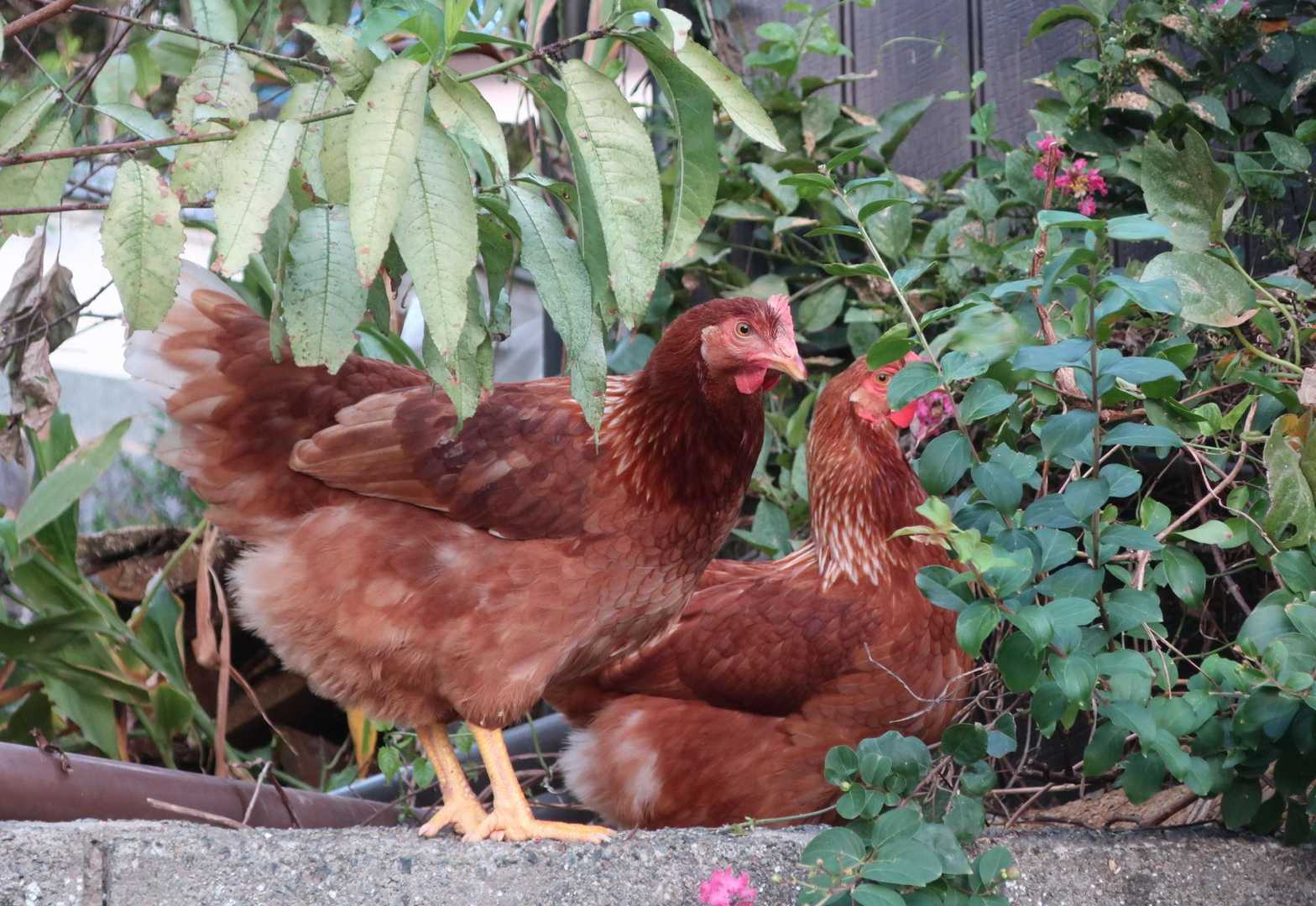 🐓がいた