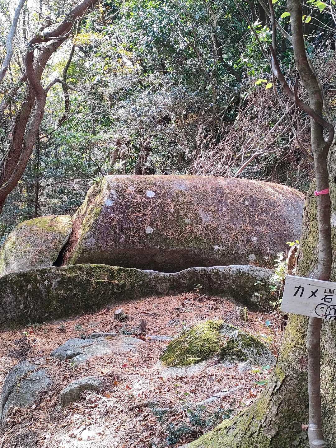 亀岩。私の旧姓は「亀さんにな〜れ」でした😁。
