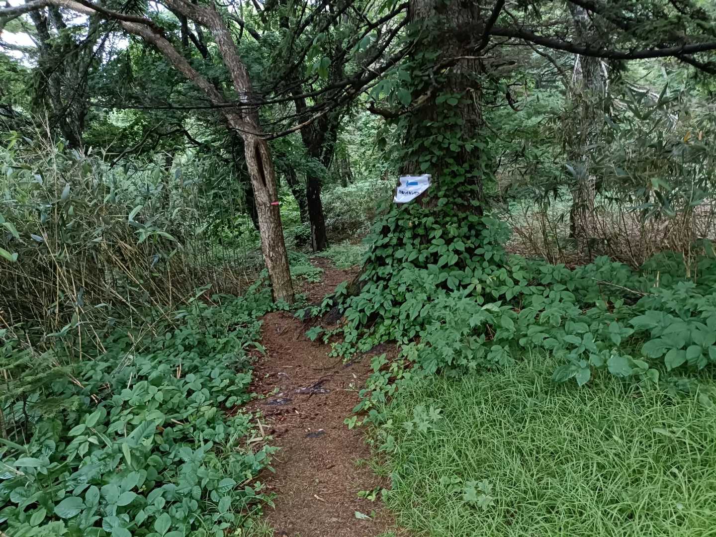 せっかくなので昨日と違う旧道から行ってみる