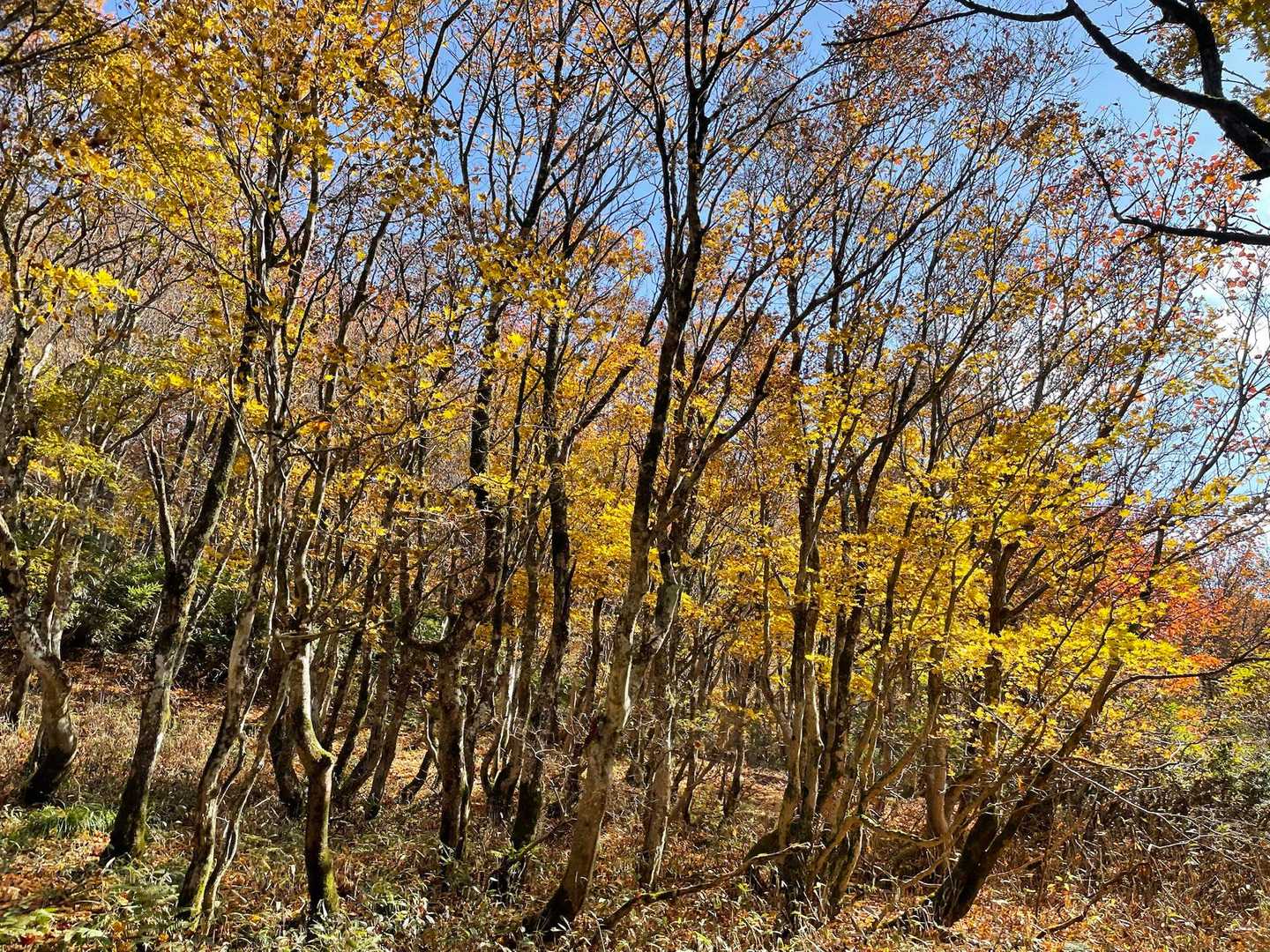 高清水トレイル登山口-大畝山-御林山-池川山 往復コースの写真