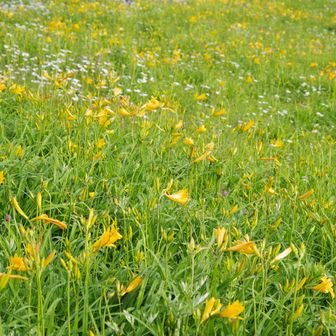 なかなかの花畑。