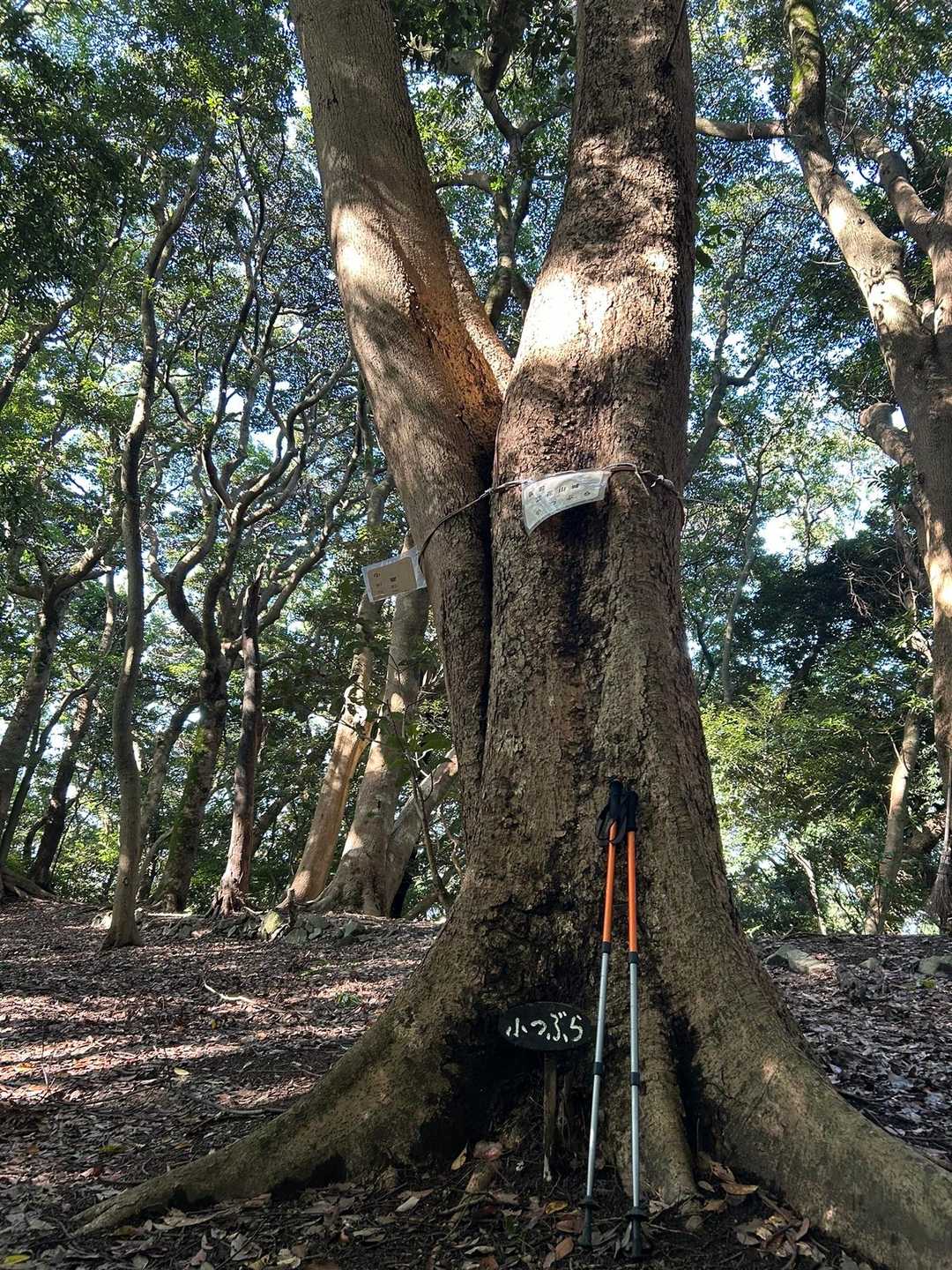 小つぶら
ここまで道が不安でゆっくり登りました
