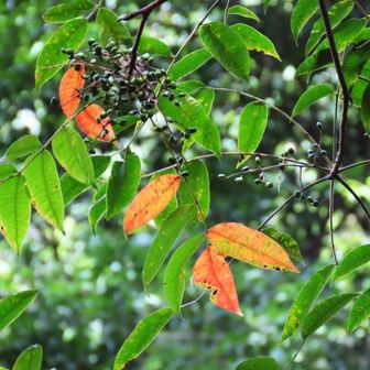 山ハゼは秋の始まり🍂