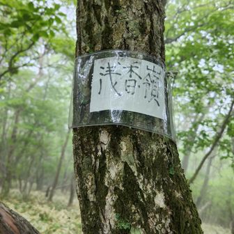 朝(浅)香嶺登頂。