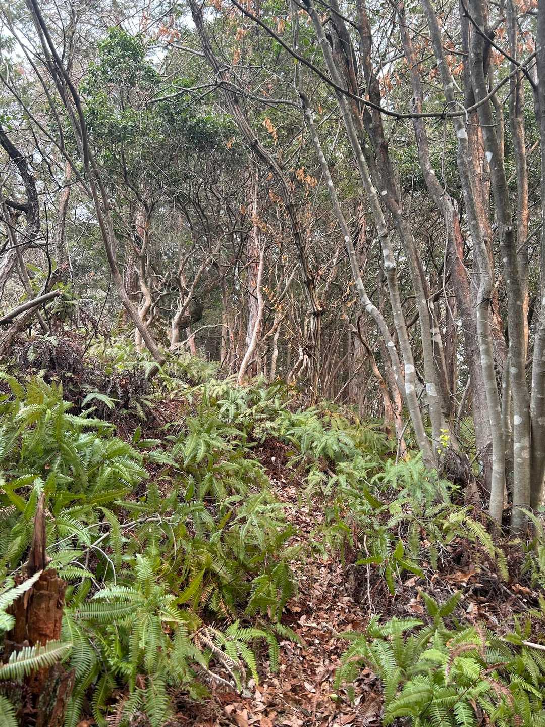 頭の中を巡る様々な思いが巡り、せっかくの山行が楽しめない
いや、逆か
歩きながら、凝り固まった嫌な気持ちを全部ほぐして柔らかくしているんだ