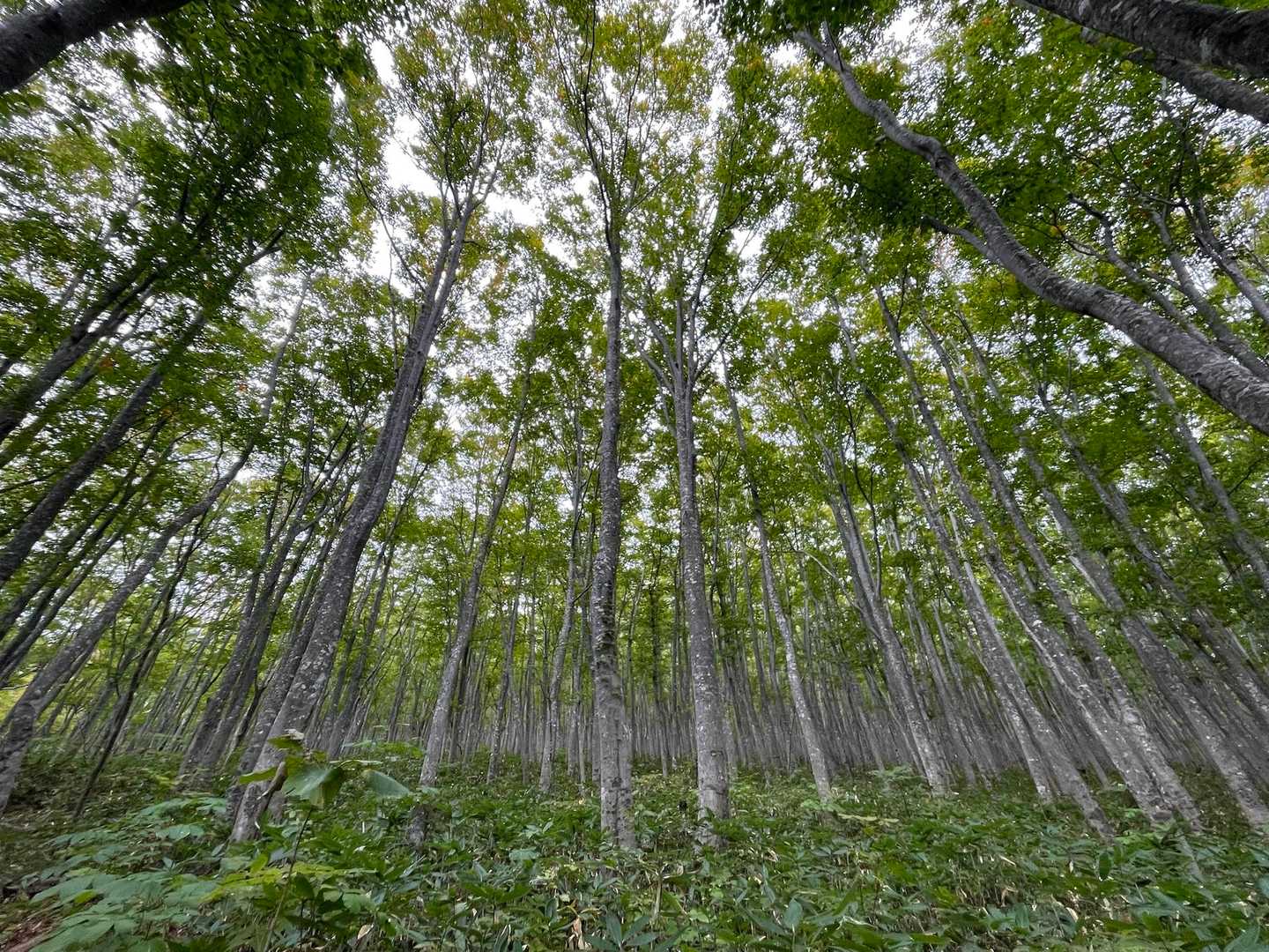 高田大岳 往復コースの写真