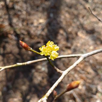 あちこちにみられた　アブラチャン