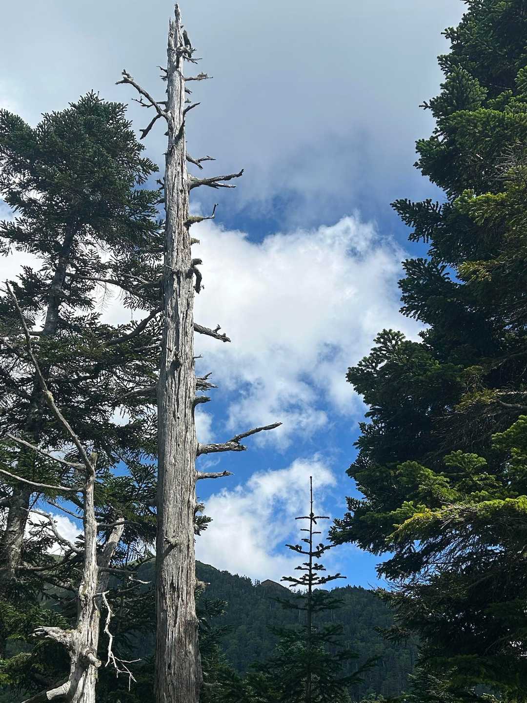登りや下りを繰り返しながら進みます。
山の上に小さく見える赤い屋根が西穂山荘です。