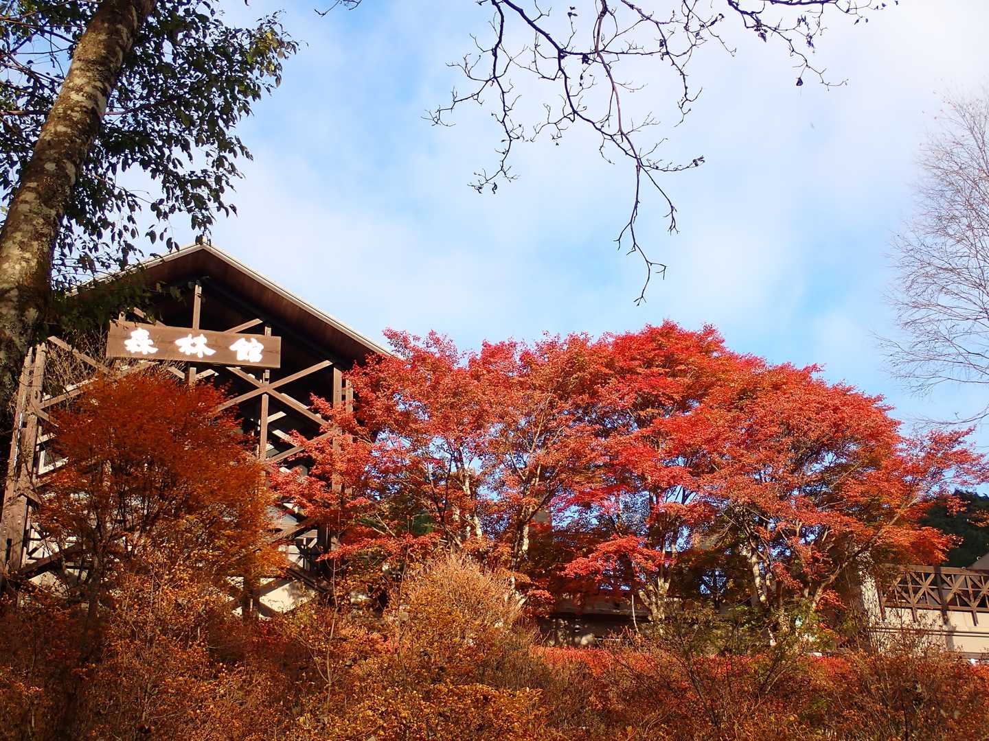 都民の森-鞘口峠-三頭山-ムシカリ峠-三頭大滝 周回コースの写真