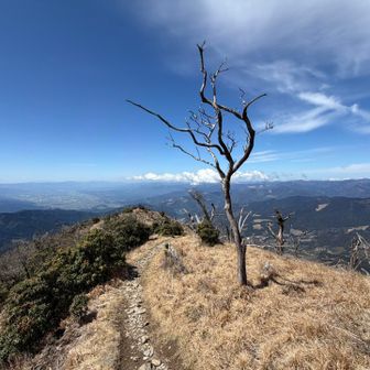 市房ブルー🩵
パパッと下山して桜のお花見だ🌸