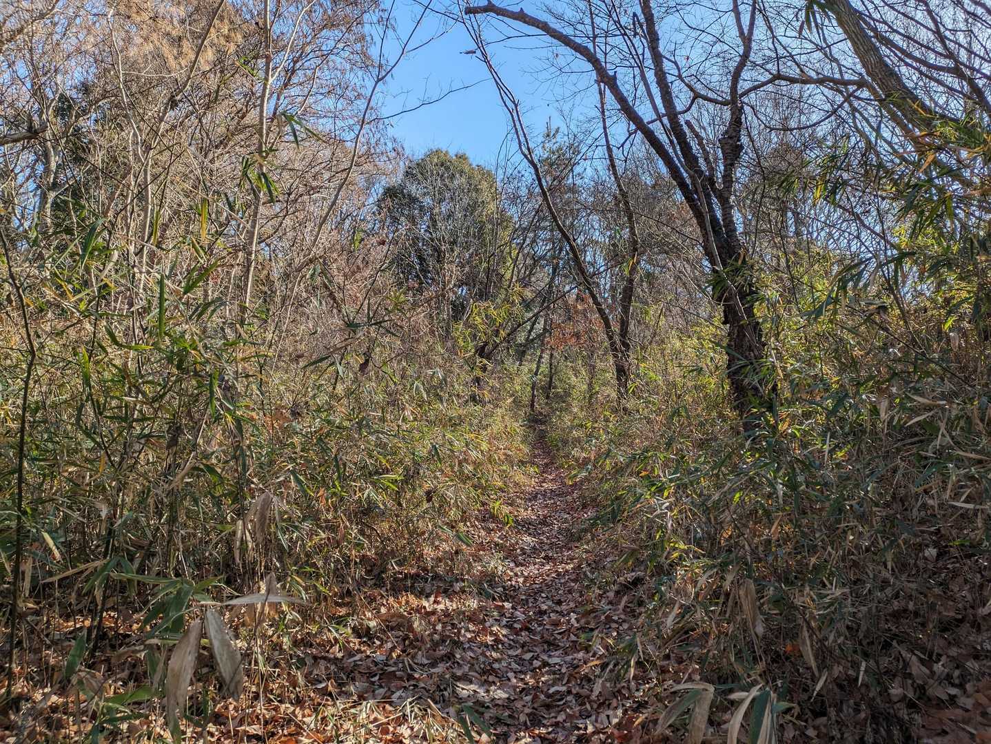 高館山山頂を目指すよ。
道は明瞭。