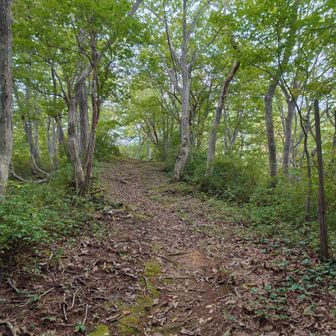 それでは戻りますがこの少しの登り返しが若干辛い・・