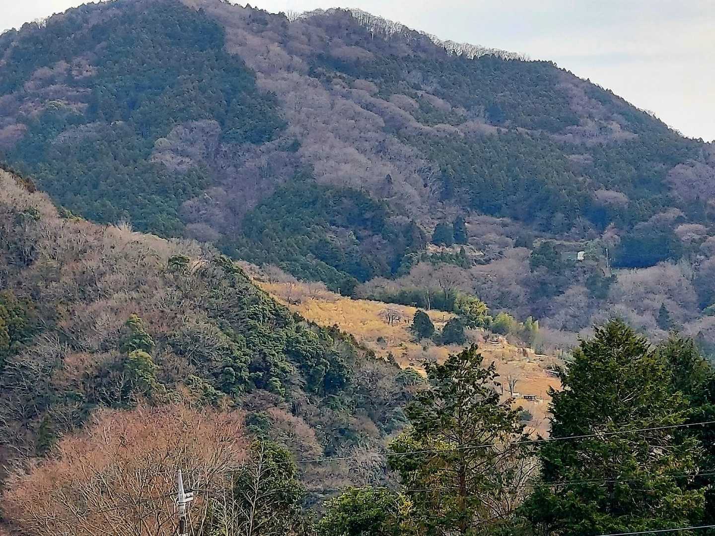 途中でロウバイ園が見えたので、ご夫妻が下ってくるのを少し待ち
😊「あの薄っすら黄色い所がロウバイまつりの会場です」
と、伝え先に進みました。

あのご夫妻、もう疲れた感じだったけど、ロウバイ見に行けたかな？
ロウバイを見ないで帰っちゃいそうな雰囲気を感じたけど😅