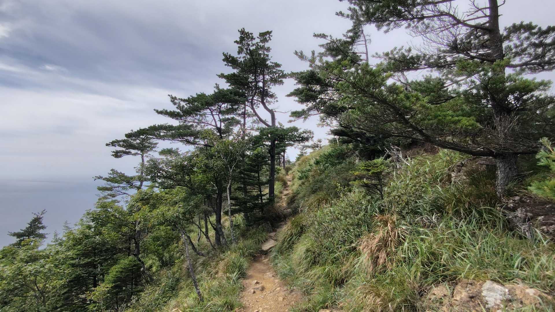 日本庭園みたいな木々でした🌲