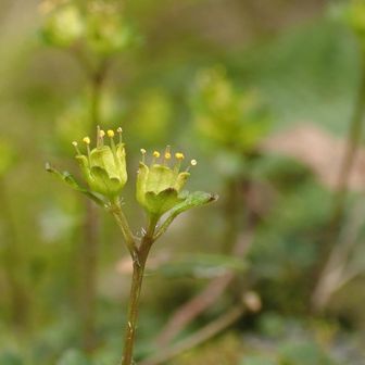 「トウノウネコノメ」✨✨✨

東濃というだけにかなり地域限定🤔