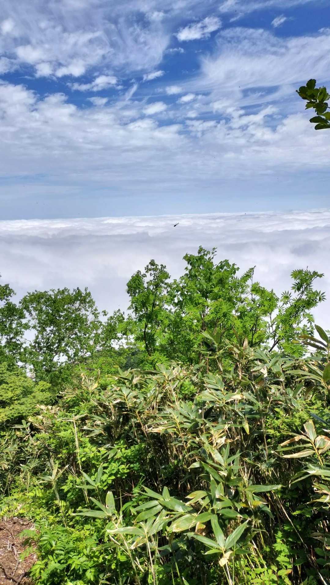 雲海☁️