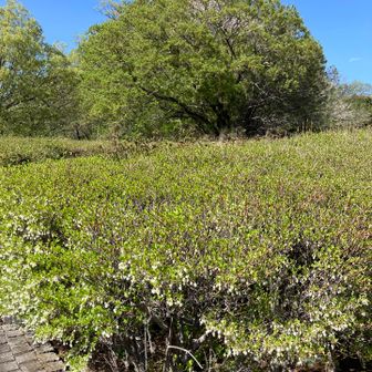 織姫公園から降りて来た登山道方向を振り返る｡すっかり新緑の木が両手広げてる