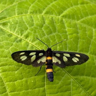 カノコガ　食草はシロツメクサ