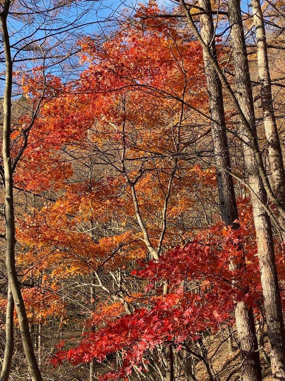 天狗岳から榛名神社への帰路。山の中腹のなだらかな登山道をひたすら歩きます。紅葉も終盤です。