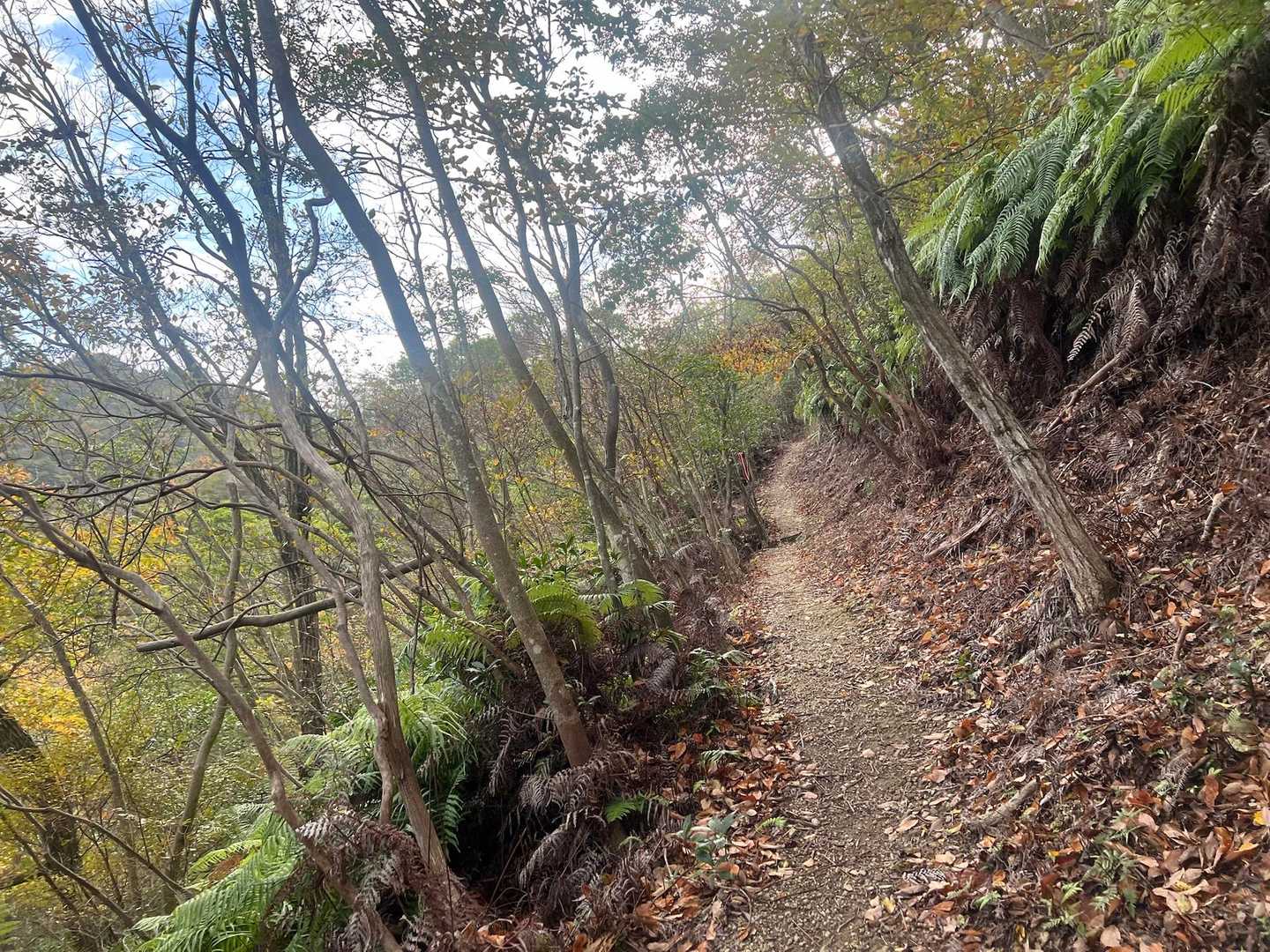 昨年はシダシダに覆われて足元が不明瞭な箇所が多かった登山道ですが、きれいに刈られてしっかりと整備してくれていました…
ほんとありがたいですね✨