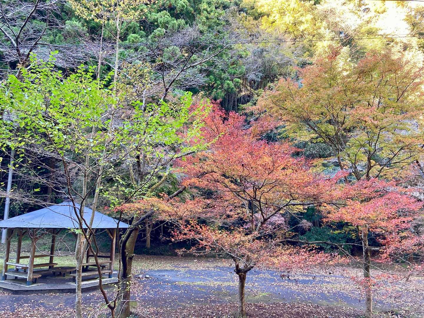 東屋の近くも紅葉🍁していました☺️