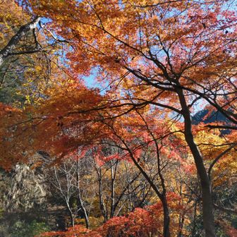 ロープウェイ近くの紅葉