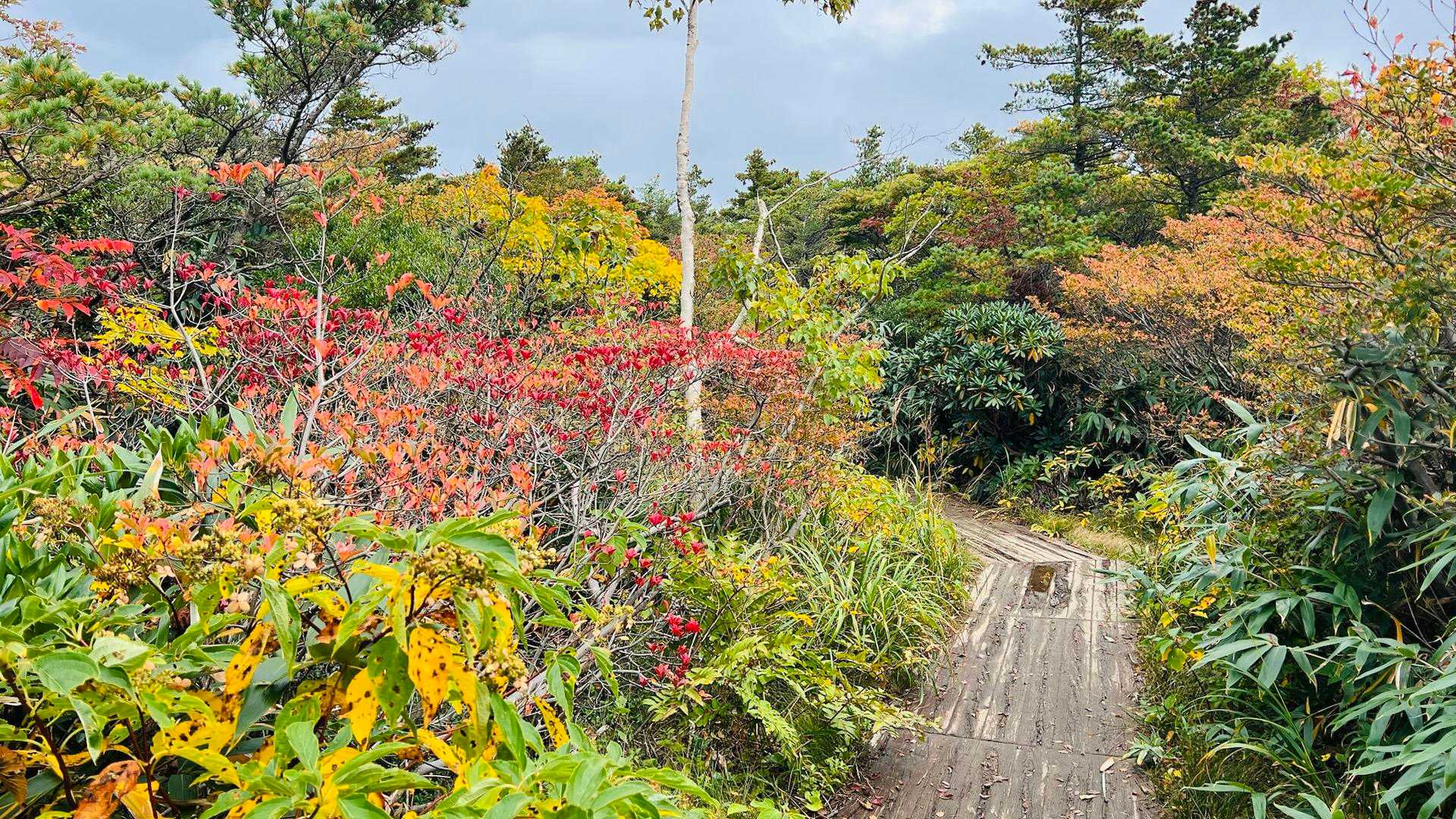 木道の両脇には紅葉🍁だらけ