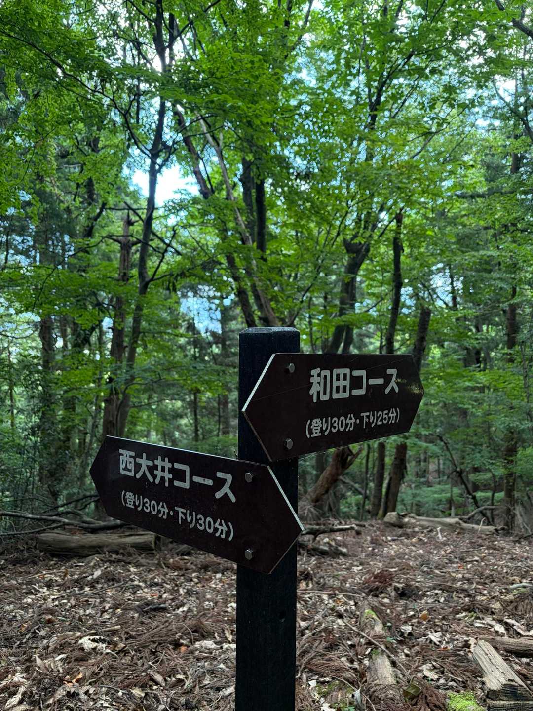 三床山、６コースの内３コース制覇

和田コースも行ってみたいな🌲