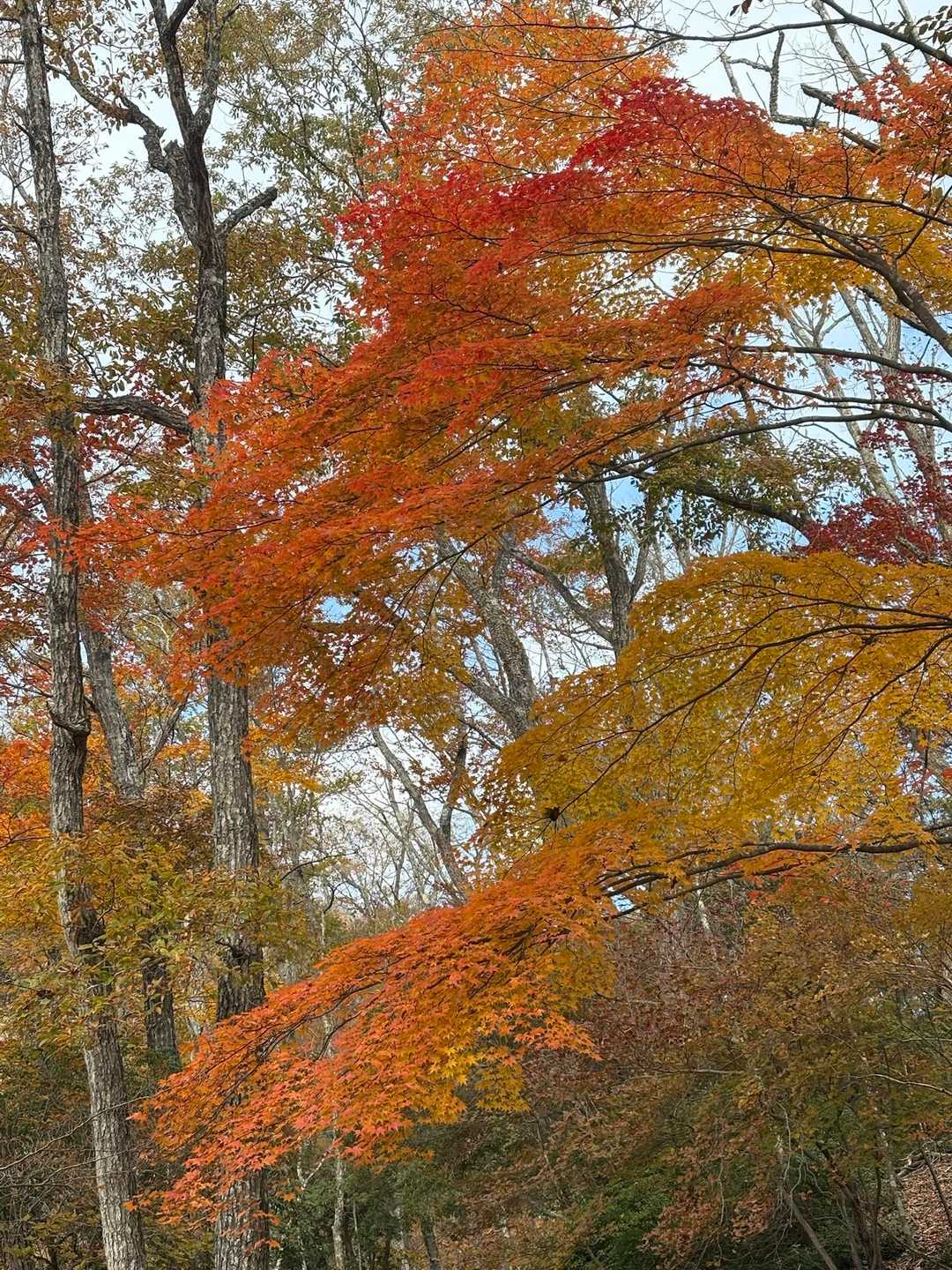 紅葉🍁がキレイに色づいてました