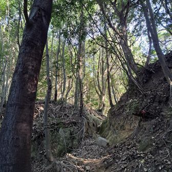 分岐から、大手道の谷筋を登って来たのですが、道は明瞭👌

だけど、鬱蒼として薄暗かったので、ビクビクして歩いてました😬🤣

明るい尾根道に出て、大喜びです💃😂🙌