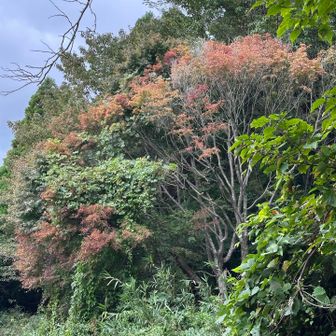 高崎山で毎年、1番目の紅葉木さん…🍁