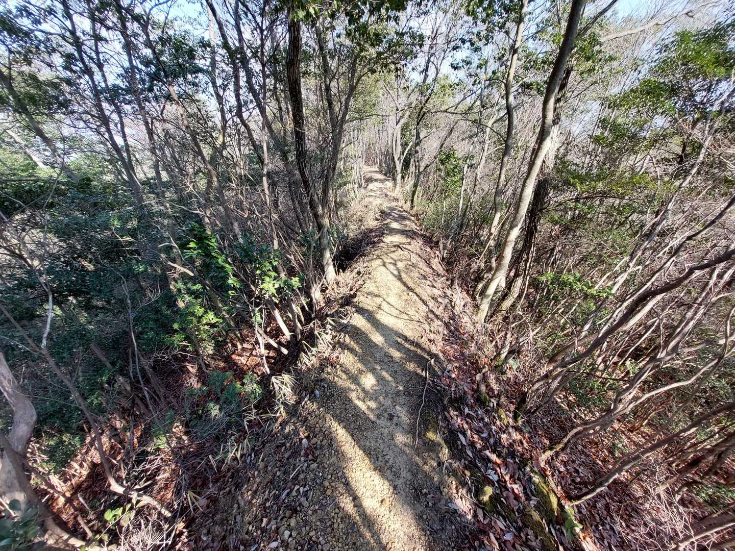 盛り土したみたいな尾根道♪