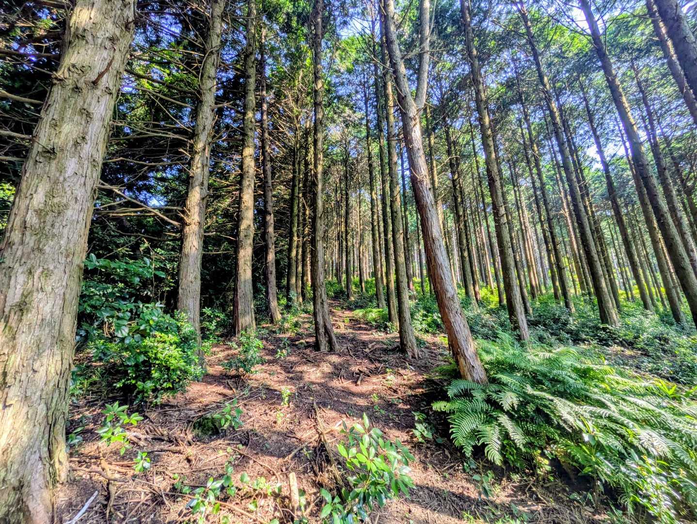 山頂手前に少しヤブがありましたが、登りは思っていたよりも歩きやすかったです🌿