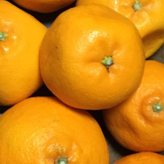 はるみかん