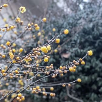 蝋梅ですね