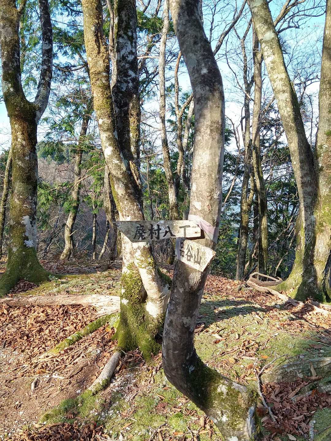 廃村八丁への分岐です。
雰囲気で判りました。