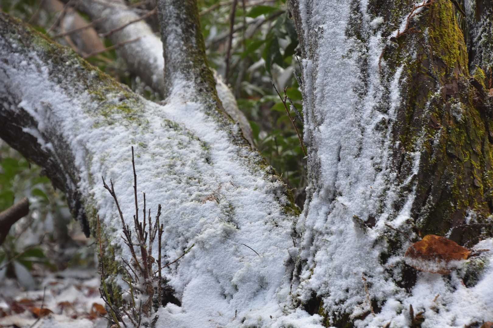 千町峠から段ヶ峰へ
風の通り道
木々に雪が吹き付けている