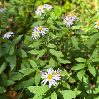 登山道沿いにムラサキのお花がいっぱい